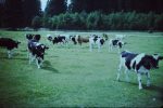 1975_Woelflilager_Simplon-1