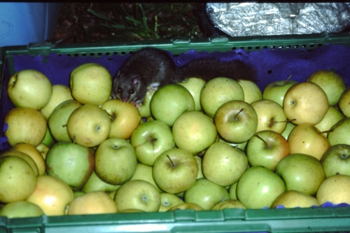 2003_Pfadessenlager_Thoerishausen-13